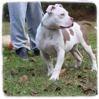 Glorilla 🦍, a female American Bully for sale in Brookhaven, MS – Photo 2 of 3