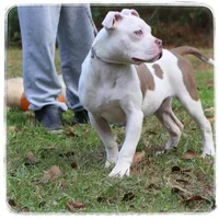 Glorilla, a female American Bully for sale in Brookhaven, MS – Photo 2 of 3