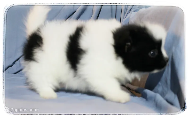 Dylan  – Shiranian puppy for sale in Brookhaven, MS