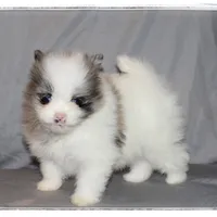 Frufru🧡, a female Shiranian for sale in Brookhaven, MS – Photo 2 of 5