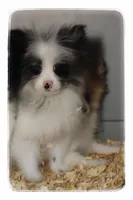 Frufru🧡, a female Shiranian for sale in Brookhaven, MS – Photo 5 of 5