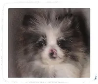 Frufru🧡, a female Shiranian for sale in Brookhaven, MS – Photo 1 of 5