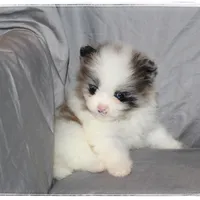 Frufru🧡, a female Shiranian for sale in Brookhaven, MS – Photo 4 of 5