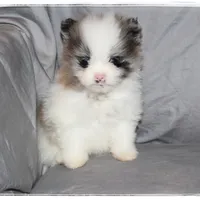 Frufru🧡, a female Shiranian for sale in Brookhaven, MS – Photo 3 of 5