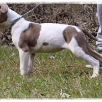 Tessa 🐾, a female American Bully for sale in Brookhaven, MS – Photo 3 of 3