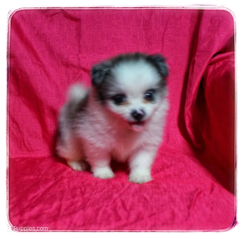 Prudence 🌻   – Shiranian puppy for sale in Brookhaven, MS