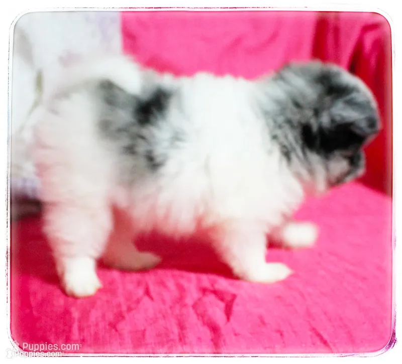 Alice 🌸  – Shiranian puppy for sale in Brookhaven, MS