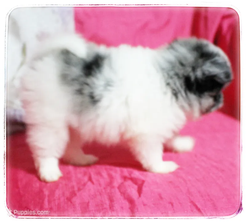 Alice 🌸  – Shiranian puppy for sale in Brookhaven, MS