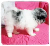 Alice , a female Shiranian for sale in Brookhaven, MS – 2 of 3