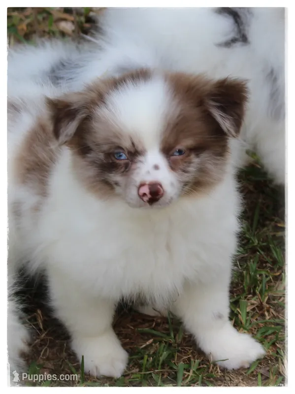 Greta 🌼  – Shiranian puppy for sale in Brookhaven, MS