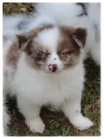 Greta 🌼 , a female Shiranian for sale in Brookhaven, MS – 2 of 7