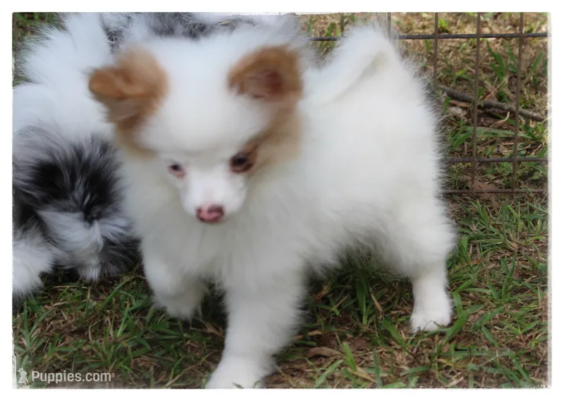 Preston ⚾️  – Shiranian puppy for sale in Brookhaven, MS