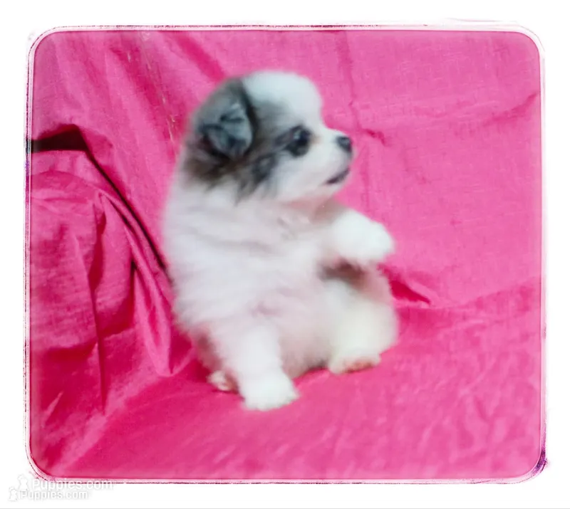 Prudence 🌻   – Shiranian puppy for sale in Brookhaven, MS