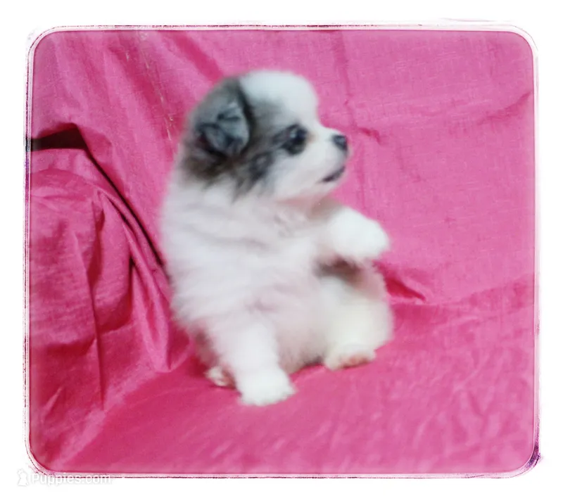 Prudence – Shiranian puppy for sale in Brookhaven, MS