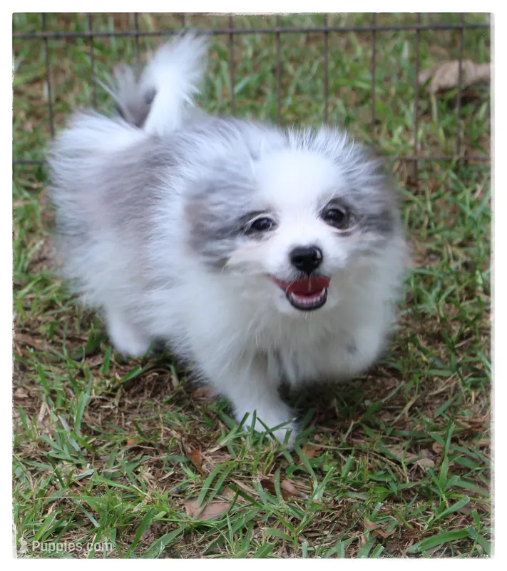 Prudence 🌻   – Shiranian puppy for sale in Brookhaven, MS