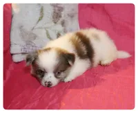 Greta 🌼 , a female Shiranian for sale in Brookhaven, MS – 4 of 7