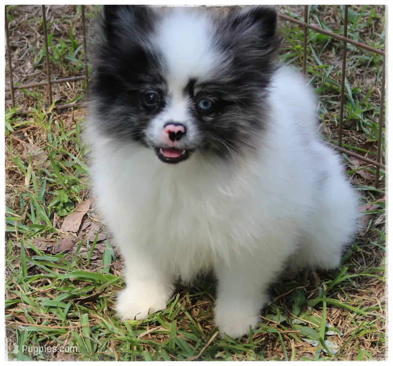 Patrick 🤠 – Shiranian puppy for sale in Brookhaven, MS