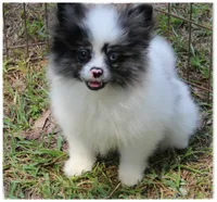 Patrick 🤠, a male Shiranian for sale in Brookhaven, MS – 2 of 5