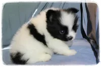 Dylan , a male Shiranian for sale in Brookhaven, MS – 2 of 3