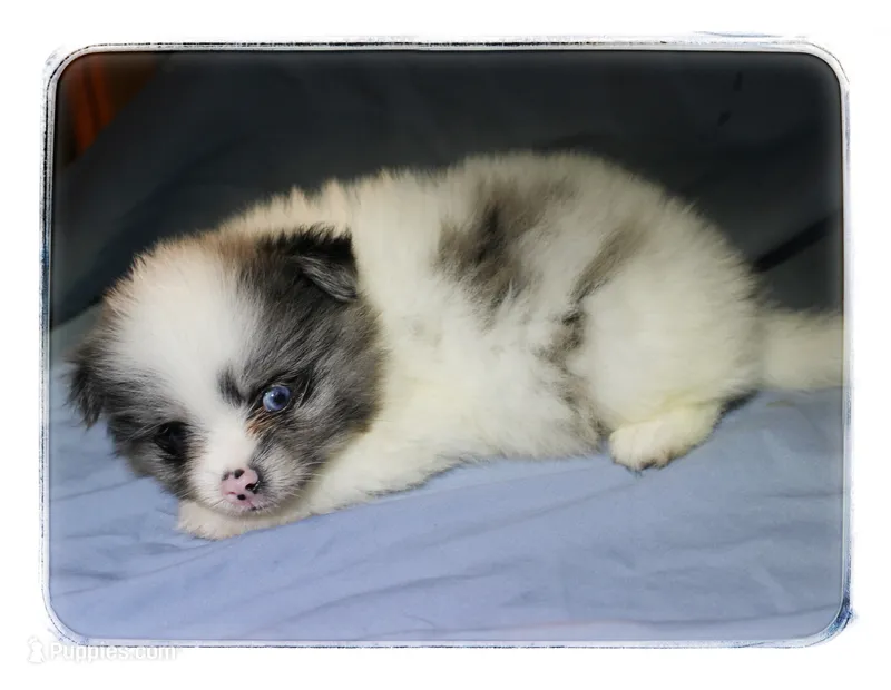 Patrick – Shiranian puppy for sale in Brookhaven, MS