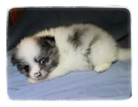 Patrick, a male Shiranian for sale in Brookhaven, MS – 4 of 4