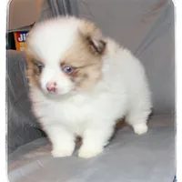 Bella 💖, a female Shiranian for sale in Brookhaven, MS – Photo 4 of 4