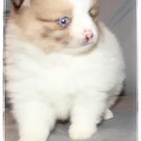 Bella 💖, a female Shiranian for sale in Brookhaven, MS – Photo 2 of 4