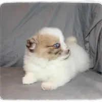 Bella 💖, a female Shiranian for sale in Brookhaven, MS – Photo 3 of 4