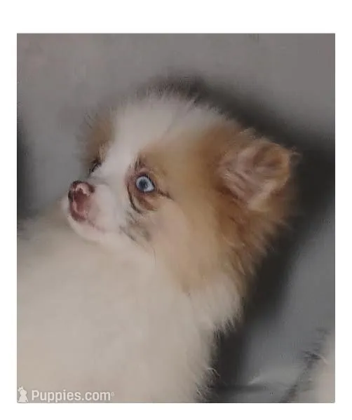 Bella – Shiranian puppy for sale in Brookhaven, MS