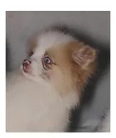 Bella 💖, a female Shiranian for sale in Brookhaven, MS – Photo 1 of 4