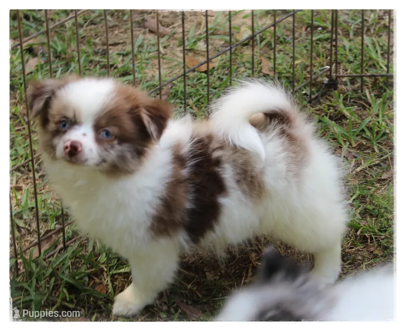Greta 🌼  – Shiranian puppy for sale in Brookhaven, MS