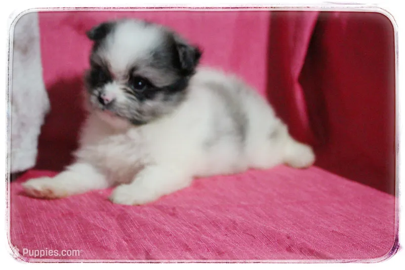 Alice  – Shiranian puppy for sale in Brookhaven, MS