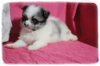 Alice , a female Shiranian for sale in Brookhaven, MS – 1 of 3