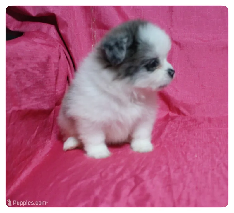 Prudence – Shiranian puppy for sale in Brookhaven, MS