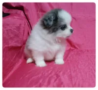 Prudence 🌻  , a female Shiranian for sale in Brookhaven, MS – 3 of 6