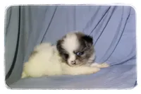 Patrick, a male Shiranian for sale in Brookhaven, MS – 1 of 4