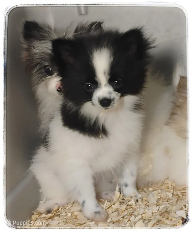 Tcup Sugar – Shiranian puppy for sale in Brookhaven, MS