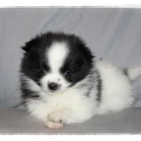 Tcup Sugar, a female Shiranian for sale in Brookhaven, MS – Photo 1 of 3