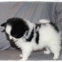 Tcup Sugar, a female Shiranian for sale in Brookhaven, MS – Photo 3 of 3