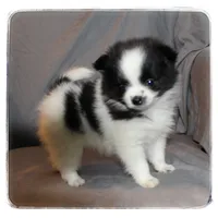 Tcup Sugar, a female Shiranian for sale in Brookhaven, MS – Photo 2 of 3