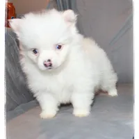 Jackson🐰, a male Shiranian for sale in Brookhaven, MS – Photo 2 of 3