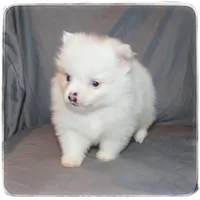 Jackson🐰, a male Shiranian for sale in Brookhaven, MS – Photo 1 of 3