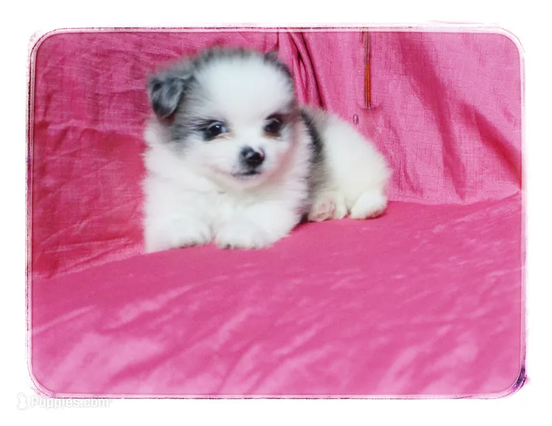 Prudence – Shiranian puppy for sale in Brookhaven, MS