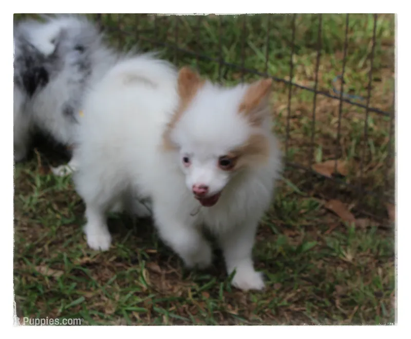 Preston ⚾️  – Shiranian puppy for sale in Brookhaven, MS