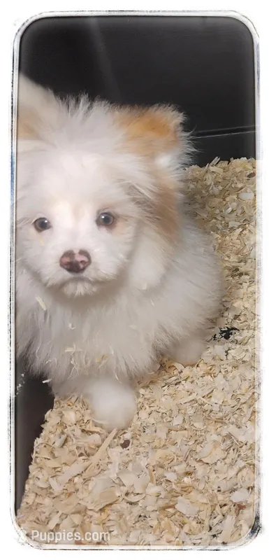 Tucker – Shiranian puppy for sale in Brookhaven, MS