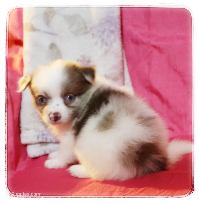 Greta – Shiranian puppy for sale in Brookhaven, MS