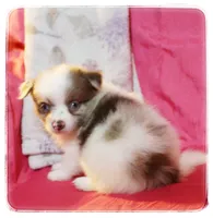 Greta, a female Shiranian for sale in Brookhaven, MS – 3 of 3