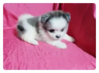 Prudence, a female Shiranian for sale in Brookhaven, MS – 2 of 3