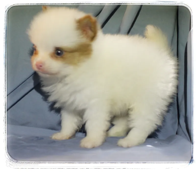 Preston  – Shiranian puppy for sale in Brookhaven, MS