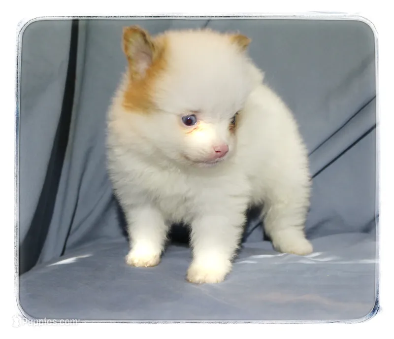 Preston  – Shiranian puppy for sale in Brookhaven, MS